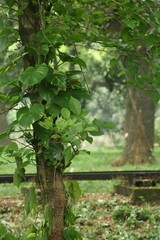 Fototapeta premium Close-up of a leafy tree trunk with climbing vines in a forest climbing woodland botanical environment landscape