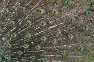Peacock feather pattern, bright green - blue bird tail texture © artemstepanov