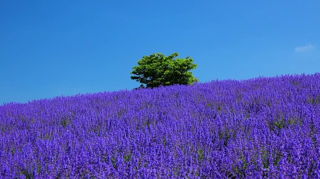 日の出公園のブルーキャットミント