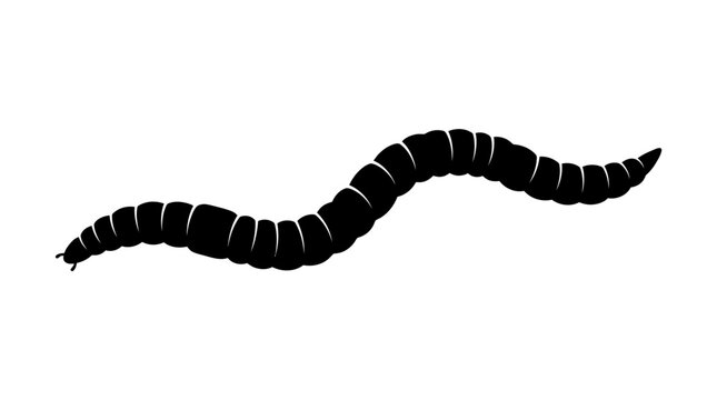 Black, wavy, segmented worm, insect, animal, vector illustration isolated on White Background
