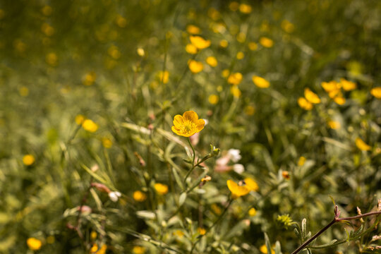 Fleurs sauvages jaunes en gros plan dans un champ d&rsquo;herbes vertes