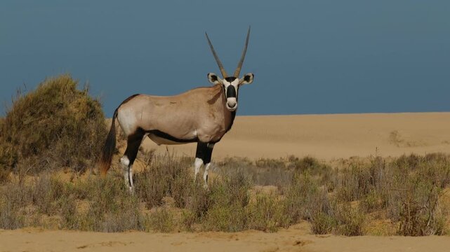 Gemsbok, or oryx gazella, standing still in its natural habitat in the namib desert