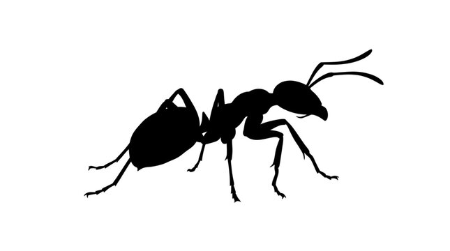 Black ant silhouette, insect icon, animal symbol, wildlife graphic isolated on White Background
