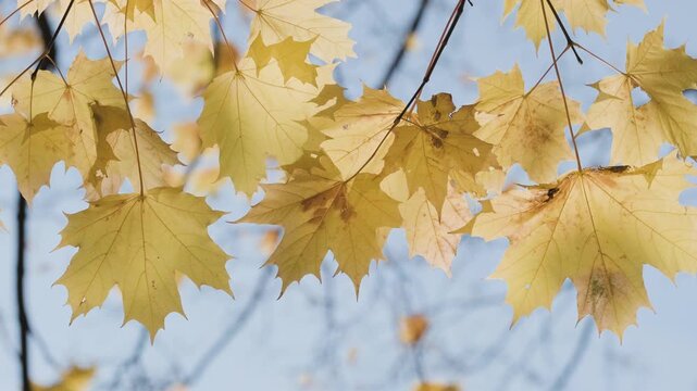 Golden maple leaves sway gently on branches against a clear blue sky. Close-up shots capture vibrant yellow hues and delicate textures. Sunlight illuminates the leaves' intricate detail
