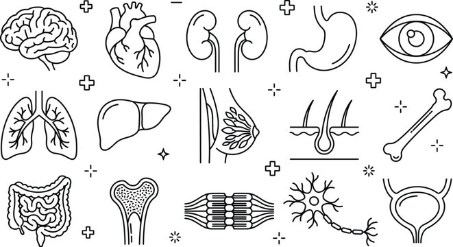 Human internal organs and anatomy line icon set with brain heart lungs stomach liver and bone elements