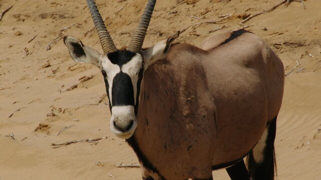 Namibian oryx gazella grazing on grass in the namib desert landscape during sunny daytime