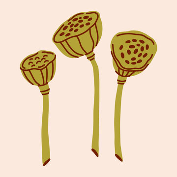 Lotus Seed Pods Illustration in a flat style with doodle lines, delicate green plant buds for a modern design, flower delivery, farm plants