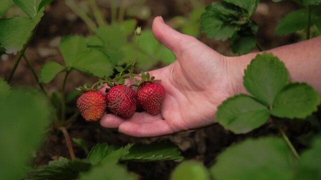 Picking ripe strawberries in a farm during summer morning hours with family during harvest time