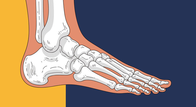 Human foot bone structure and ankle joint anatomy detailed medical scientific vector illustration side view.