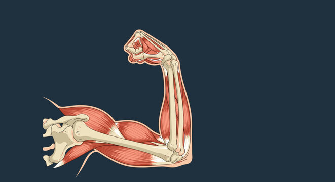 Anatomical vector illustration showing the complex muscle structure and bone anatomy of a flexed human arm on a dark background.