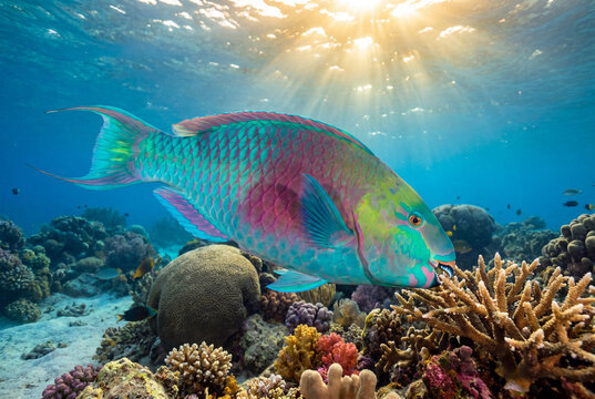 Colorful parrot fish swimming over coral reef in clear ocean water  