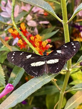 A long wing Heliconius butterfly on orange and red flowers