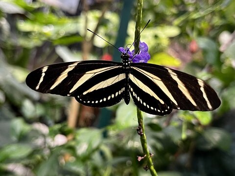 A zebra longwing butterfly in a butterfly house in Vienna, Austria
