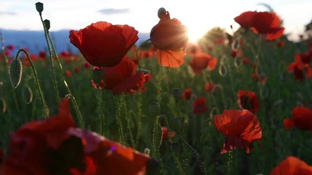 wild red beautiful poppies flowers blossoming at fiels at sunset.  close up
