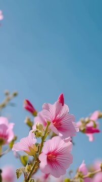 Pink blossom flowers against a bright blue sky, vertical video featuring soft spring beauty, delicate petals, natural sunlight and peaceful floral scenery