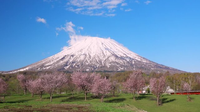 羊蹄山と尻別川沿いの桜