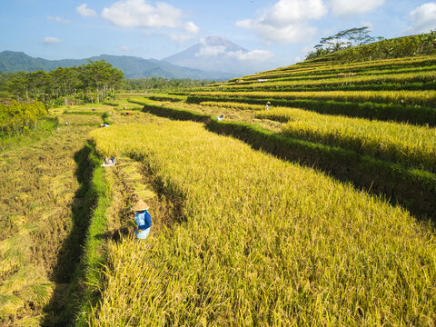 Aerial view of golden rice terraces with farmers working in the fields under a bright sky with a distant volcano in Magelang, Central Java, Indonesia.