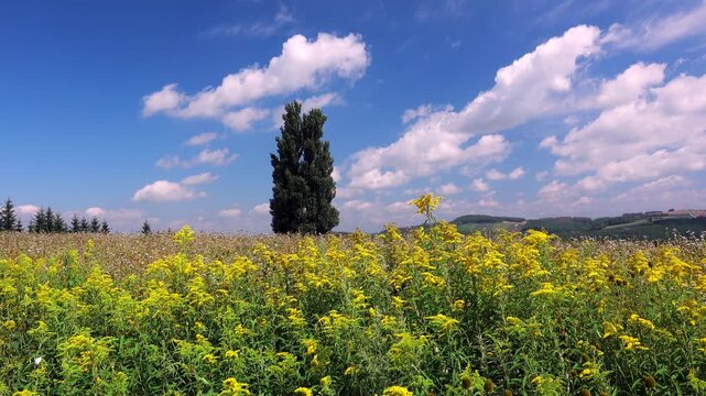 ケンとメリーの木と雲