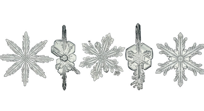 six unique, hyper-detailed snow crystals, alabaster white, rendered with granular ice and rime texture, extreme macro on transparent. concept of perfection nature and microcosm