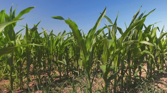 A professional commercial cornfield in Bavaria, Germany, showcasing modern agricultural crop rows, high plant density, and sustainable farming management on a fertile German agribusiness land.