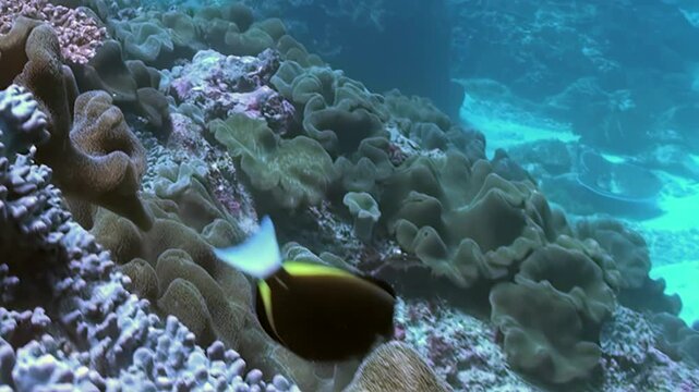 Observe a magnificent sunlit coral reef, a rich tapestry of life below the waves.