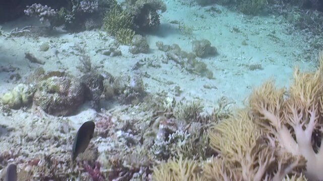 The sunlit waters reveal an enchanting coral reef teeming with diverse marine life. A vibrant parrotfish gracefully swims past intricate hard and soft corals, exploring the sandy seabed.