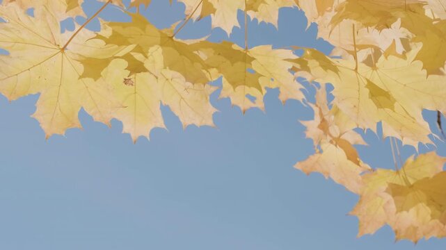 Golden maple leaves sway gently on branches against a clear blue sky. Close-up shots capture vibrant yellow hues and delicate textures. Sunlight illuminates the leaves' intricate detail