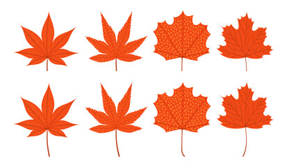 Fototapeta premium Momiji, maple tree leaves in autumn illustration isolated set. Falling leaves, bright red foliage. Seasonal plant, decorative design element, botanical clip art collection. Hand drawn flat vector