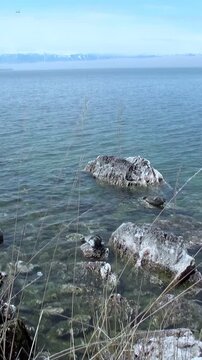 A Baikal seal, Pusa sibirica, swims in the clear waters of Lake Baikal during the daytime. Observe the rocks near the shoreline, and enjoy the peaceful habitat of this beautiful creature.