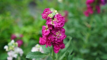 Fototapeta premium Beautiful dark pink stock flower blooming in the garden