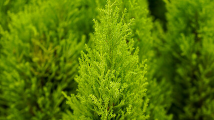 Fototapeta premium Fresh green lemon cypress tree close-up