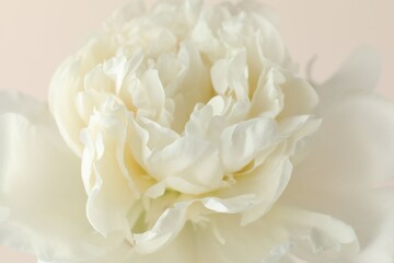 Fototapeta premium Beautiful white peony flower on beige background, closeup