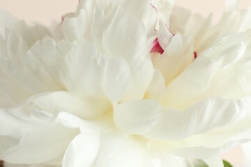 Obraz premium Beautiful white peony flower on beige background, closeup
