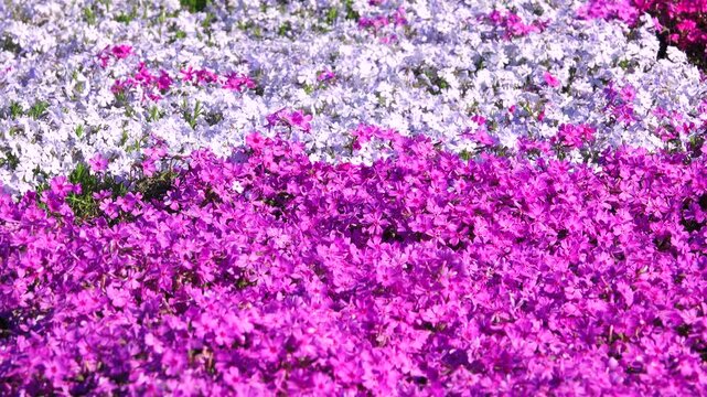 芝桜