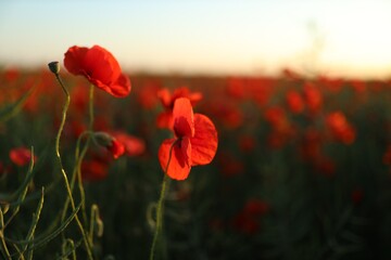 Obraz premium Beautiful red poppy flowers blooming in field at sunset, closeup. Space for text