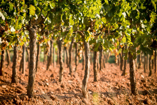 Parral de vi&ntilde;edo con racimos de uva bajo la sombra de las hojas