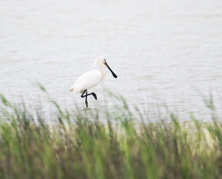 spoonbill bird