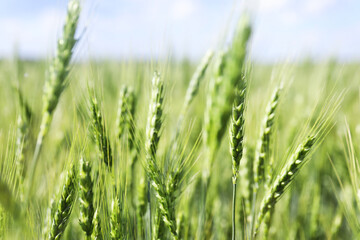 Obraz premium Wheat spikes growing in field outdoors, closeup