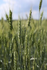 Obraz premium Wheat spikes growing in field outdoors, closeup