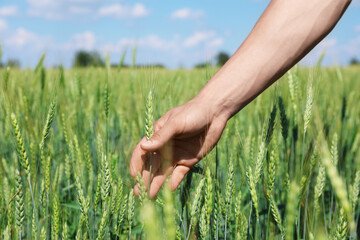 Obraz premium Man touching wheat spikes in field, closeup