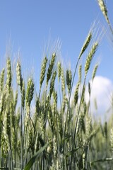 Obraz premium Wheat spikes growing in field outdoors, closeup