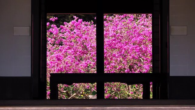 有珠善光寺のヨドガワツツジ