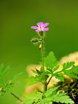 Bloom of herb Robert (Geranium robertianum)