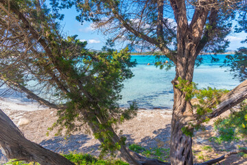 Fototapeta premium Juniper Trees Framing Lu Impostu Beach in Sardinia