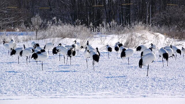 タンチョウ