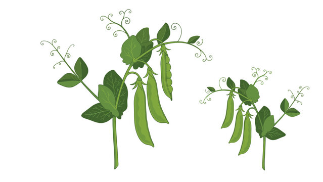 Green pea plant illustration showing detailed pods hanging from vines with leaves and curly tendrils on a white background.
