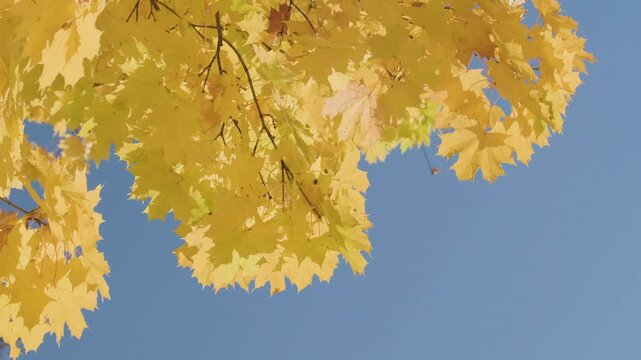 Golden maple leaves sway gently on branches against a clear blue sky. Close-up shots capture vibrant yellow hues and delicate textures. Sunlight illuminates the leaves' intricate detail