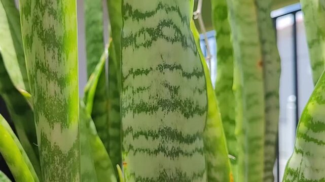 Close-up of variegated snake plant leaves with intricate green patterns outdoors