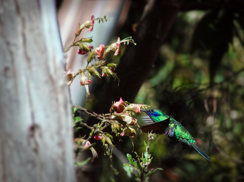 Beautiful hummingbird with beautiful colors.