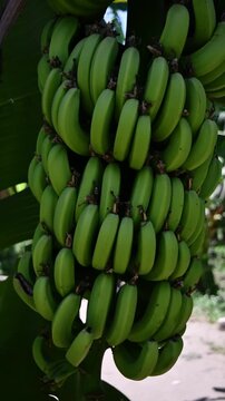 Large clusters of unripe green bananas hang from tropical tree, showing natural fruit growth before harvest on plantation.
